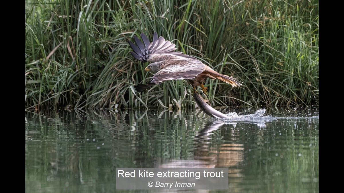 Red kite extracting trout